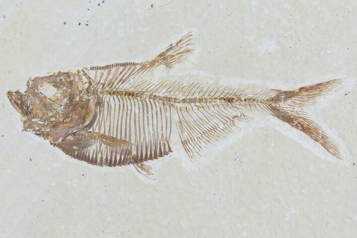 Diplomystus Fossil Fish - Wyoming #81434